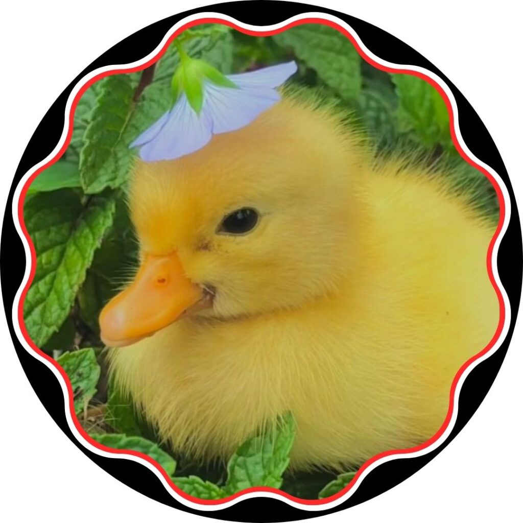 Swaggy Duck Pfp Discord
