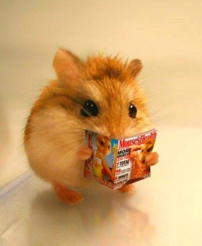 Hamster Boba Meme