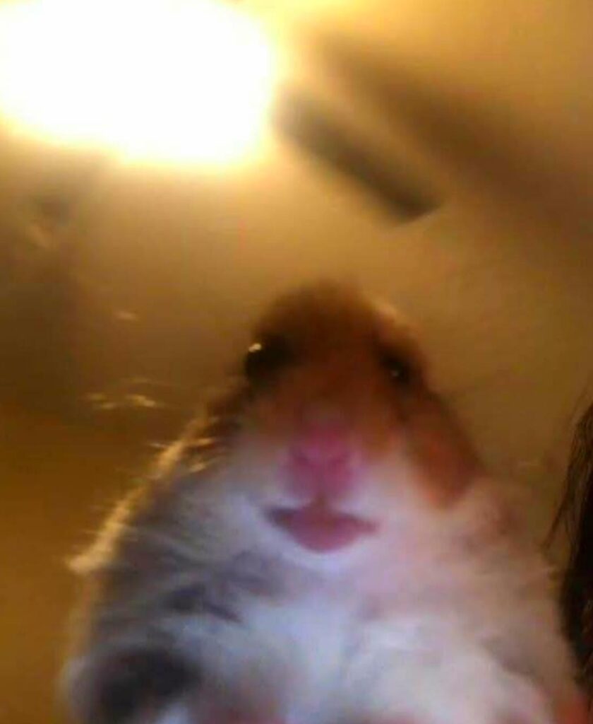 Hamster Calling Meme