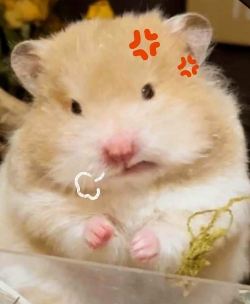Hamster Drinking Water Meme