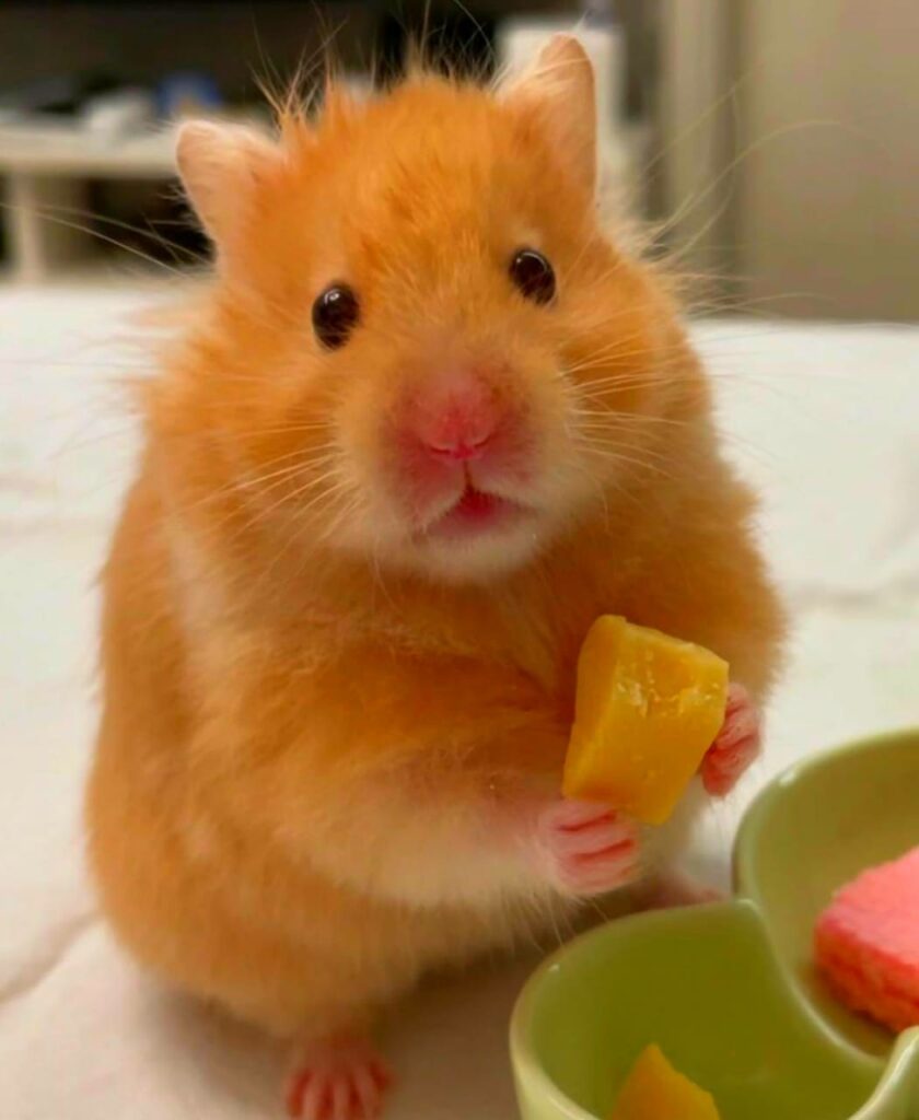 Hamster Screaming Meme
