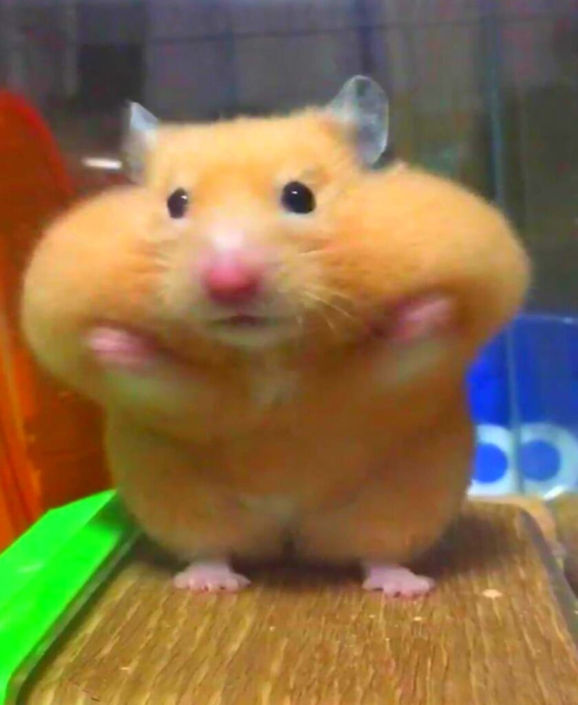 Hamster With Banana Meme
