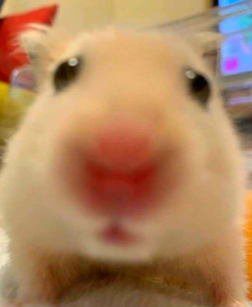 Hamster With Cross Meme