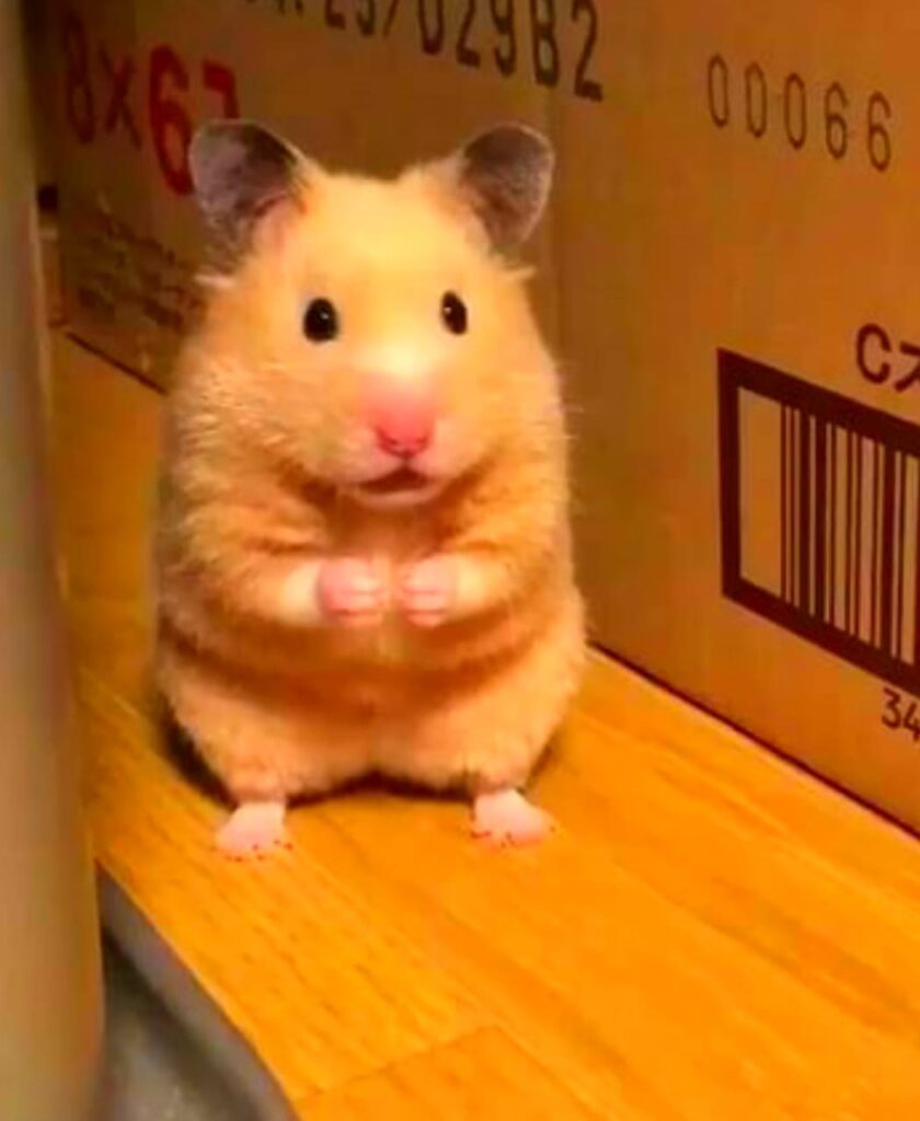 Sad Hamster Meme