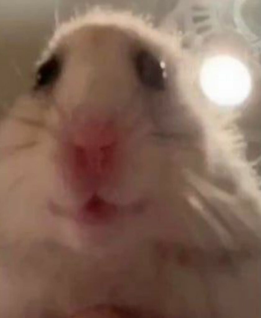 Screaming Hamster Meme